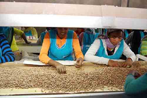 thermo fam trading plc, Ethiopian exporter, coffee exporter in Ethiopia, oil seed exporter in Ethiopia, pulses exporter in Ethiopia